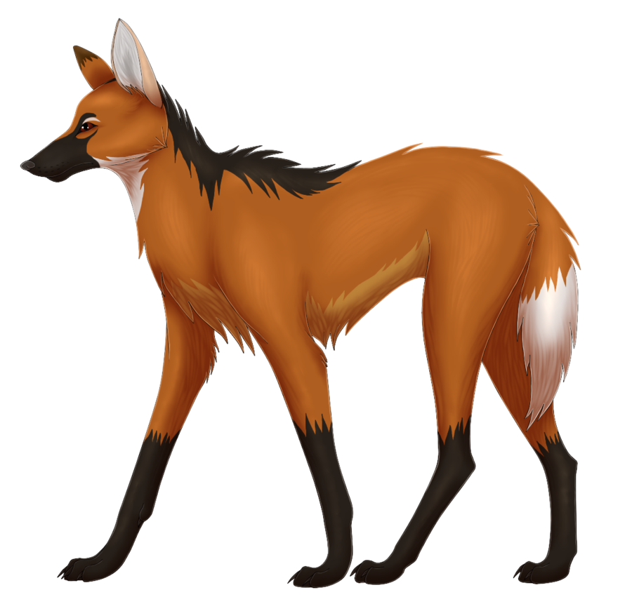 900x861 Collection Of Free Liger Drawing Maned Download On Ui Ex