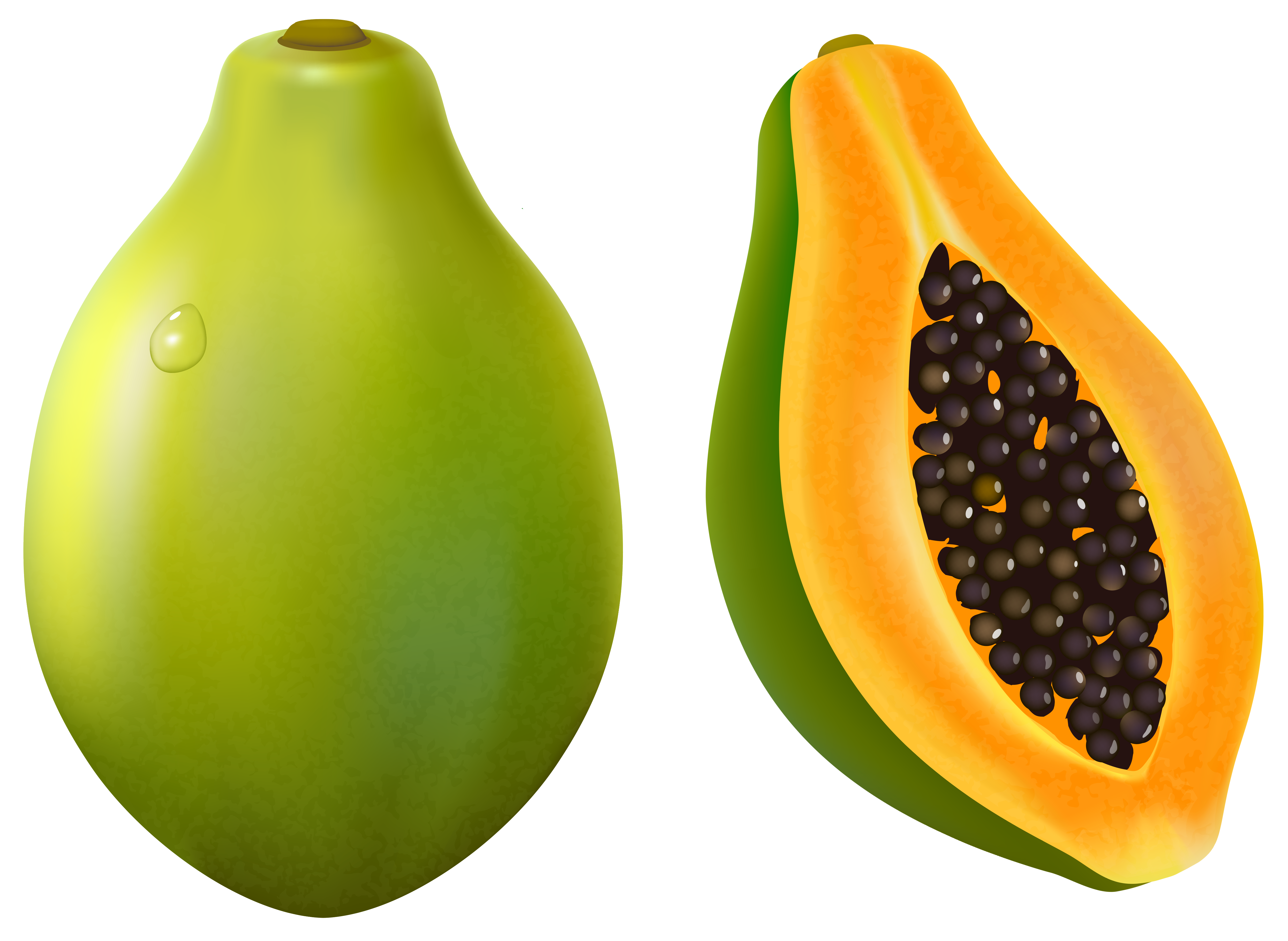 4981x3641 Papaya Drawing Mango Fruit Transparent Png Clipart Free Download