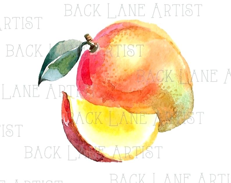 794x630 Mango Drawing Beauty With Mango Drawing