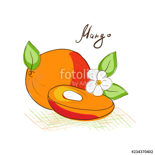 500x500 Mango Drawing On A White Background Exotic Fruit Sketch Stock