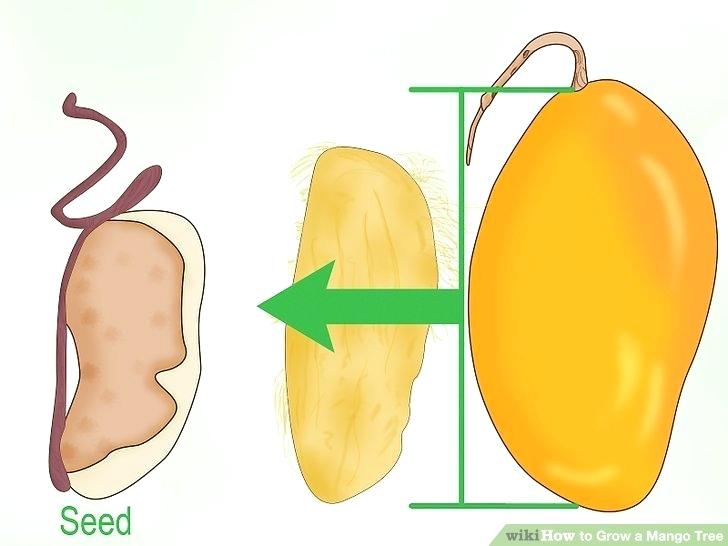 728x546 How To Draw A Mango Mango Fruit Drawing Draw Mango Easy Zupa