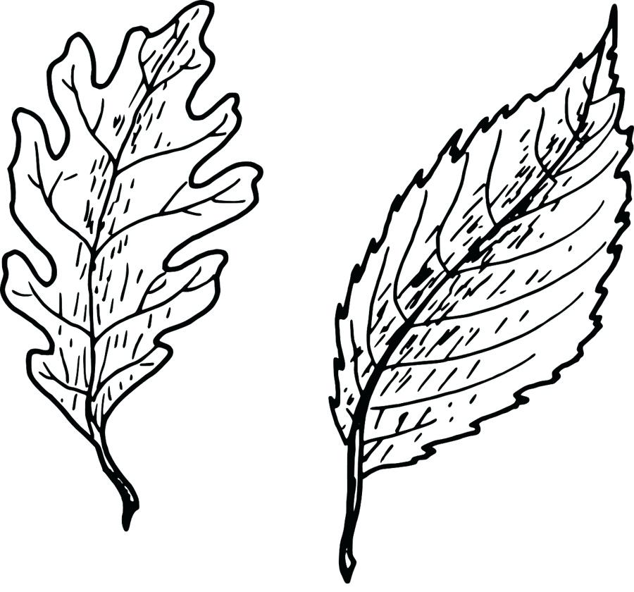 900x840 Mango Drawing Beauty With Mango Drawing