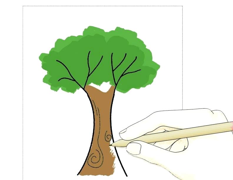 792x612 How To Draw A Simple Tree Tree Draw Simple Palm Tree