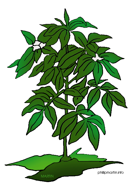 456x648 Plants Mango Tree Transparent Png Clipart Free Download
