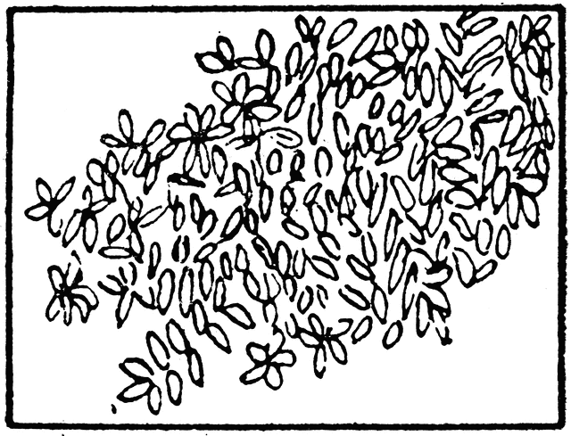 640x489 Mangrove Clipart Etc