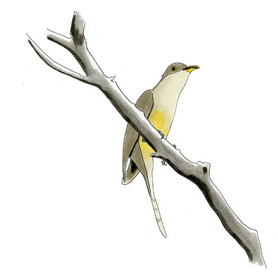 550x550 Mangrove Cuckoo Nature Sketch Copic Markers Sketch Of Wild Birds