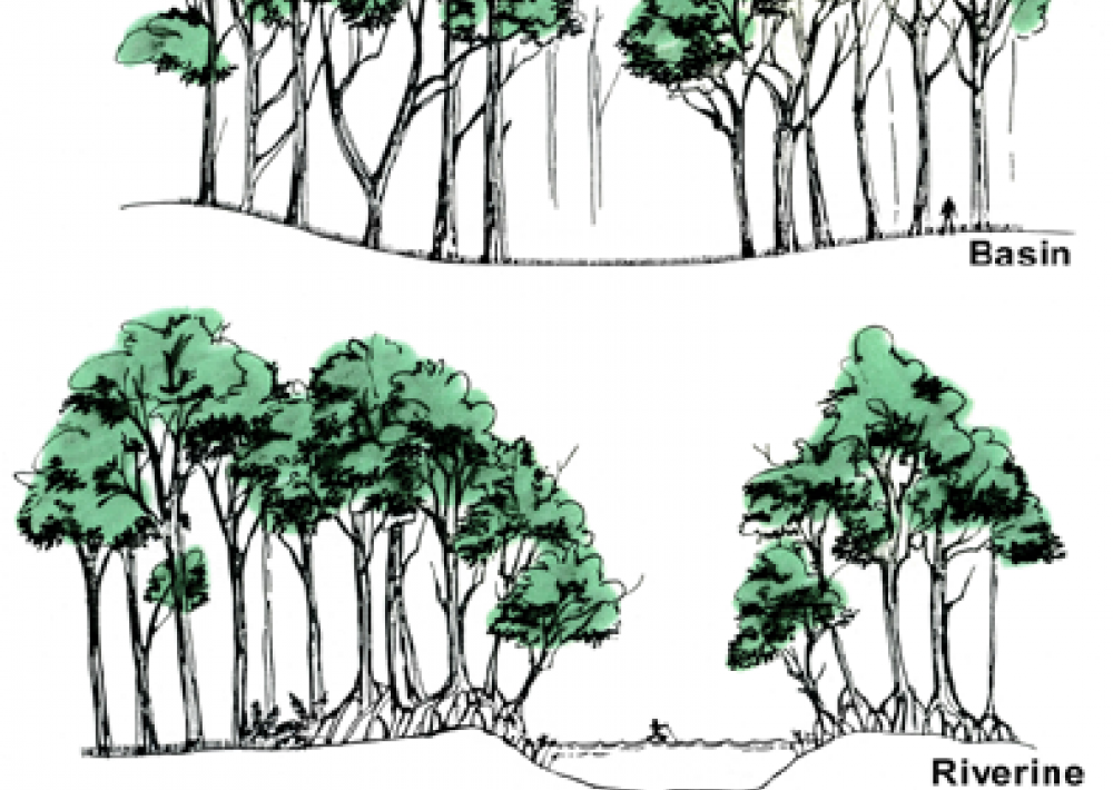 1000x710 mangrove forest diversity smithsonian ocean