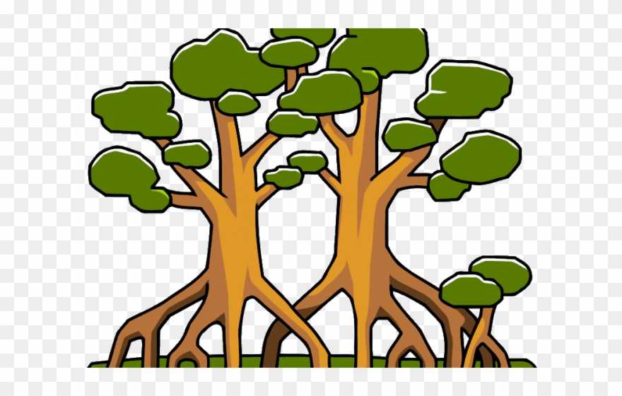 Mangrove Tree Drawing