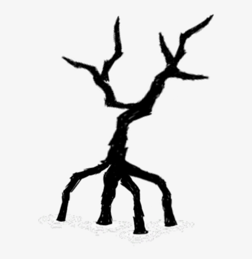 820x843 Mangrove Tree Burnt