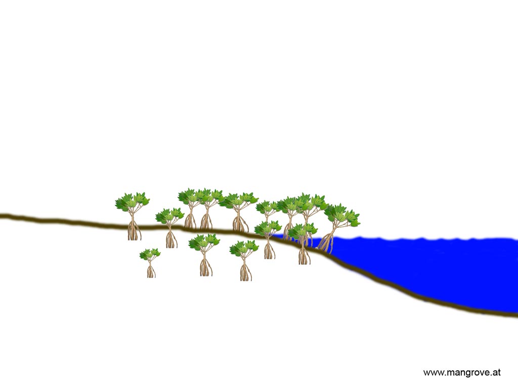 1024x768 Mangrove Forests