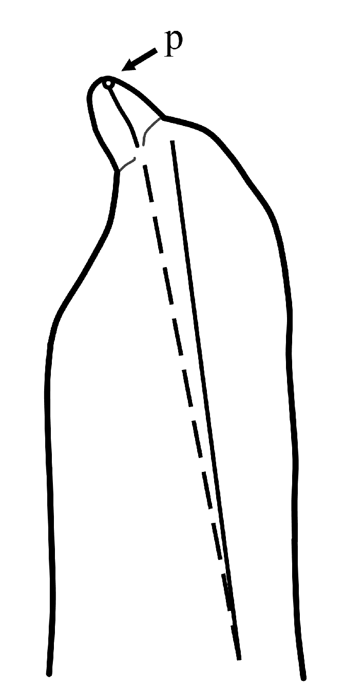 670x1331 schematic drawing of a left first male gonopod in dorsal view