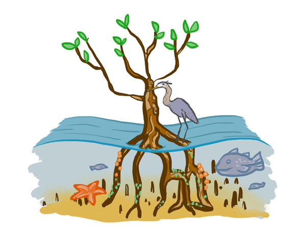 600x450 The Mangrove Ecosystem