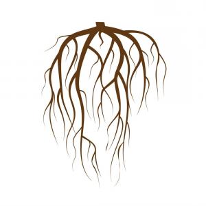 300x300 Tree Roots Set Isolated On White Soidergi