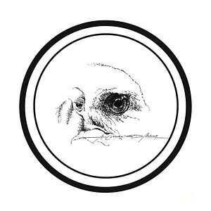 300x300 Philippines Drawings