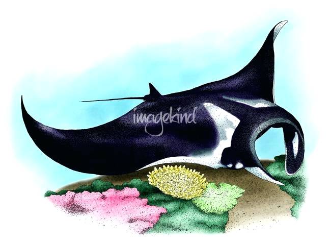 650x476 manta ray art metal wall steventang