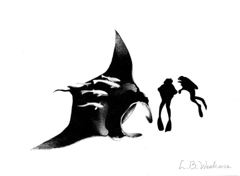 770x565 manta ray with diver drawing
