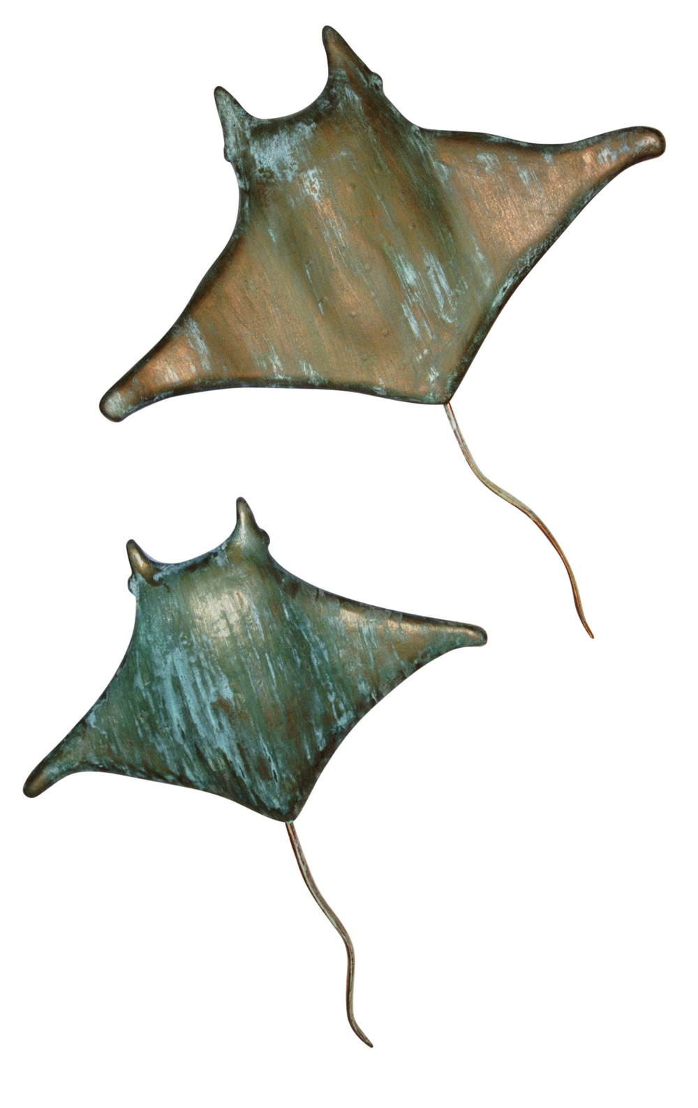 1000x1587 manta rays jeffrey warnock