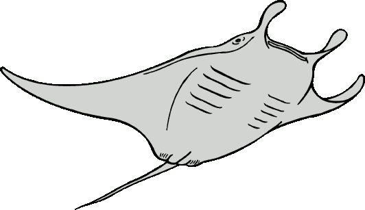 532x307 Rotate Resize Tool Stingray Drawing