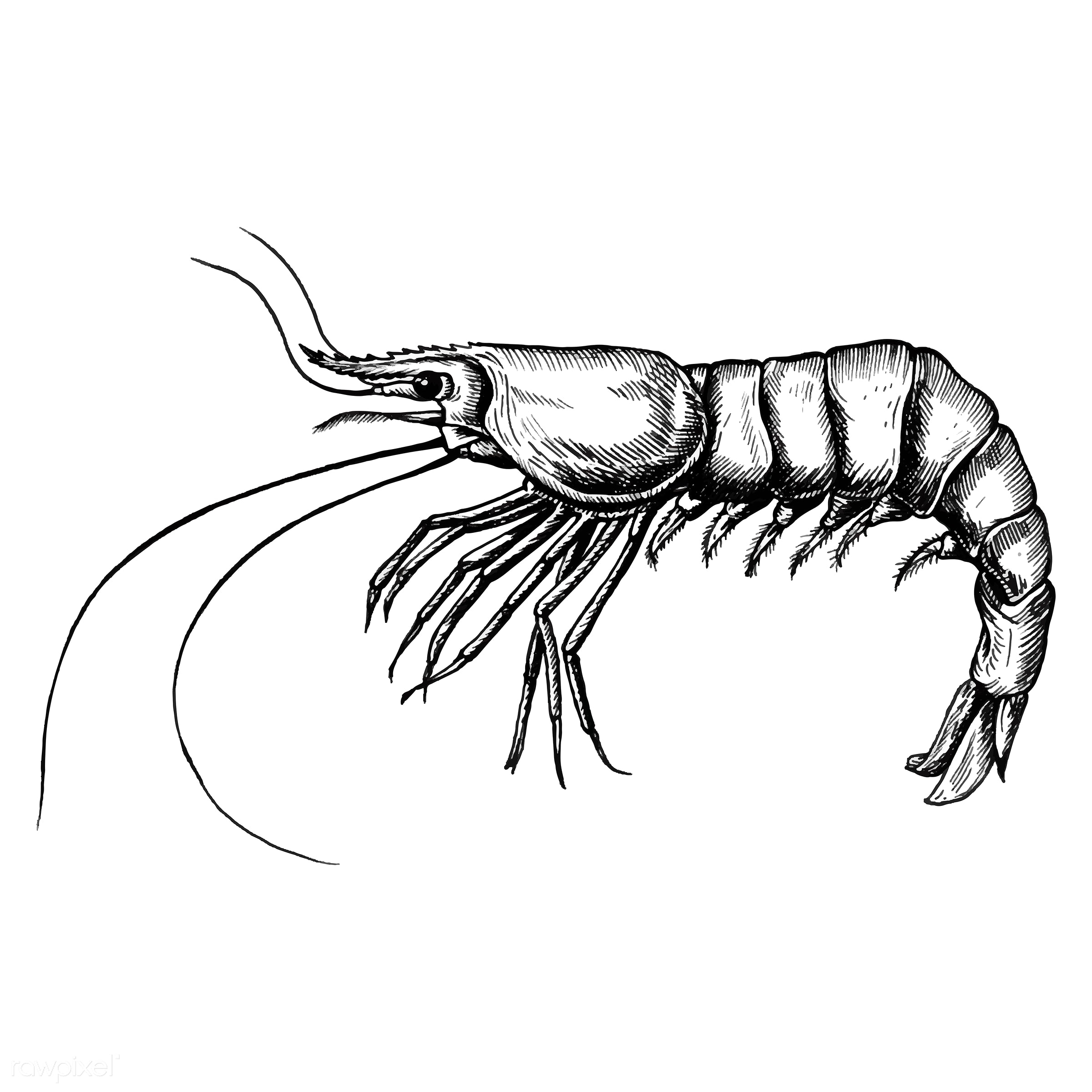 Mantis Shrimp Drawing