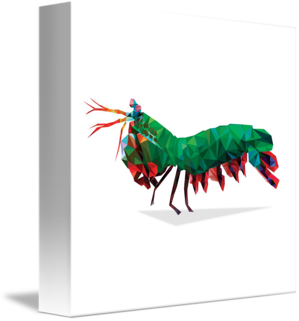 606x650 Geometric Abstract Peacock Mantis Shrimp