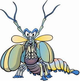268x269 Invertebrate Diversity Mantis Shrimp