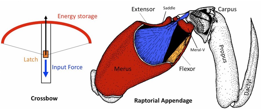 921x383 Mantis Shrimp I Want You To Do Me A Favor I Want You To Hit Me