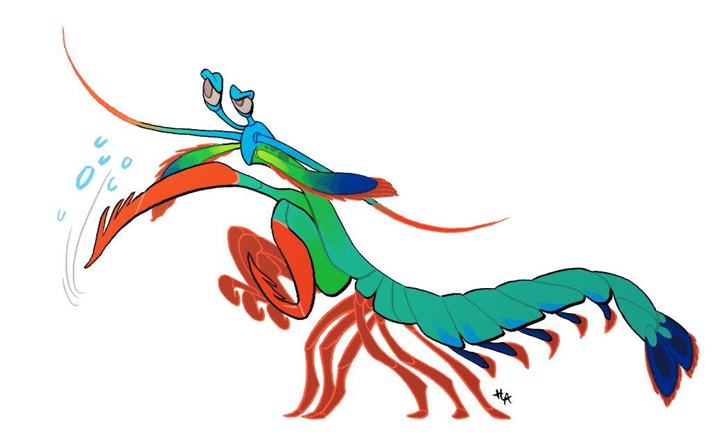 1050x644 Mantis Shrimp