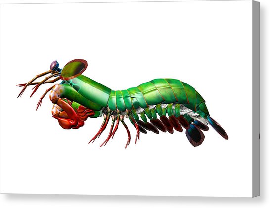546x421 Peacock Mantis Shrimp Digital Art