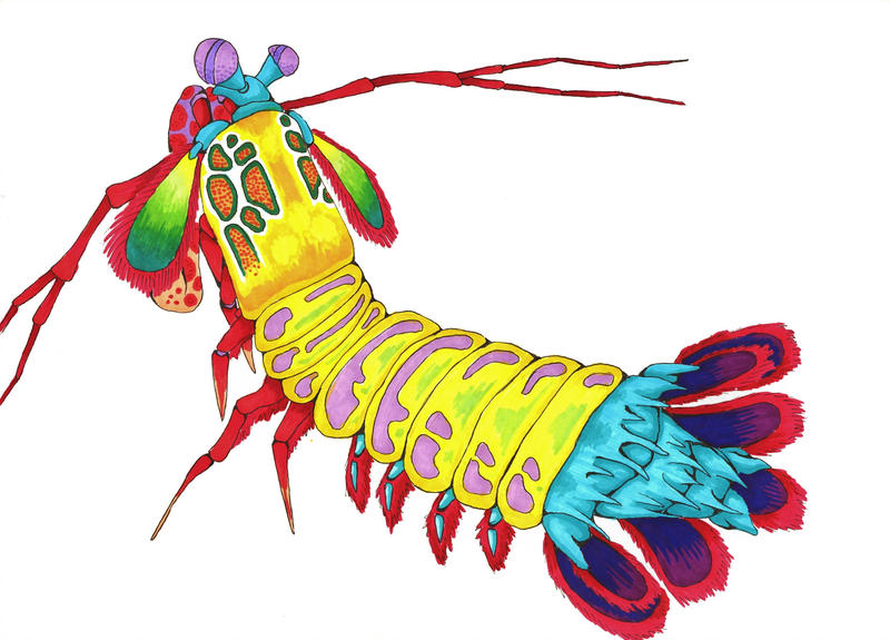 800x575 Peacock Mantis Shrimp