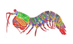 250x151 Mantis Shrimp Tumblr