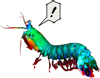 321x250 Peacockmantisshrimp Explore Peacockmantisshrimp