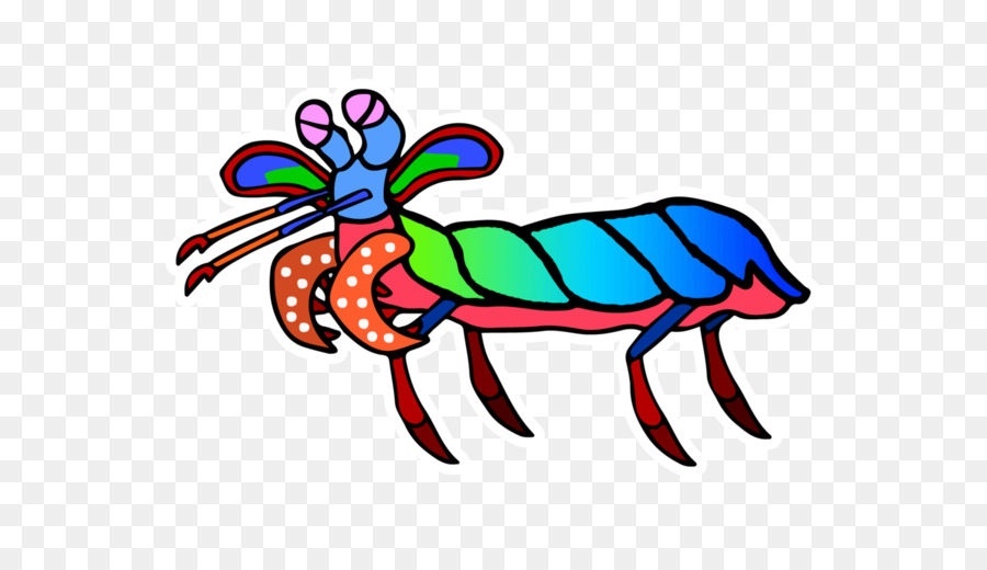 900x520 clip art odontodactylus scyllarus caridean shrimp mantis shrimp