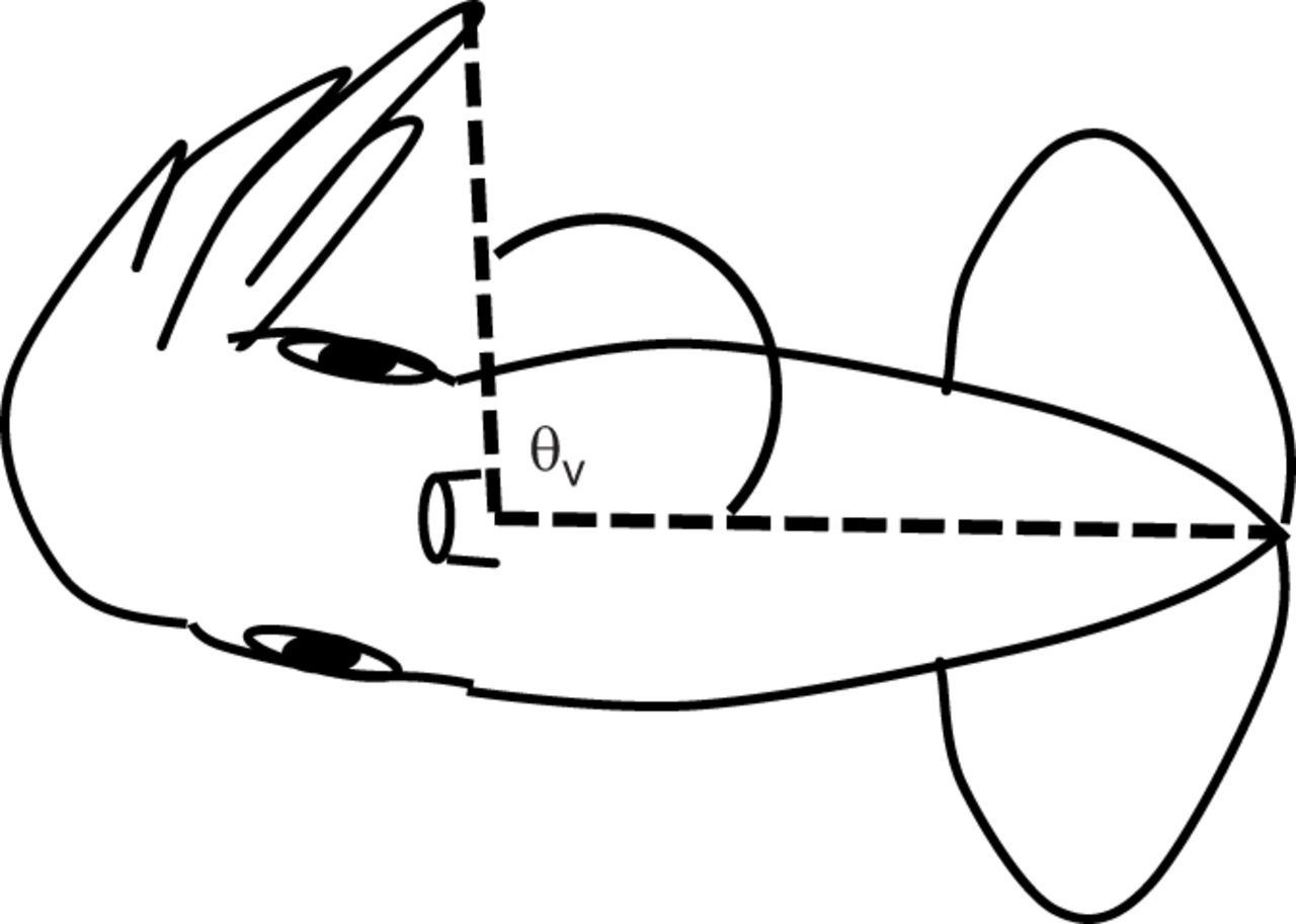 1280x913 turning performance in squid and cuttlefish unique dual mode