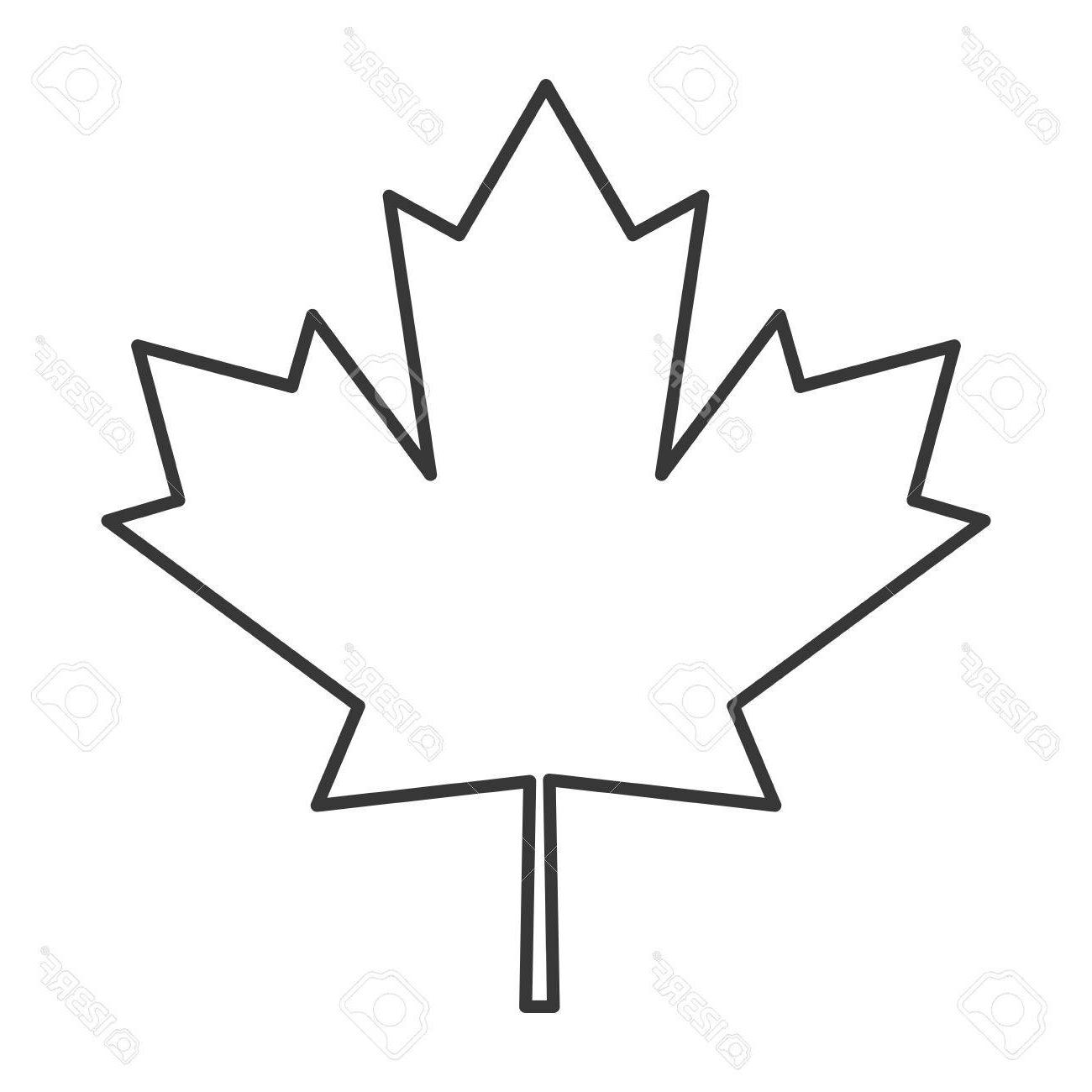 1300x1300 Huge Collection Of 'maple Leaf Drawing' Download More Than