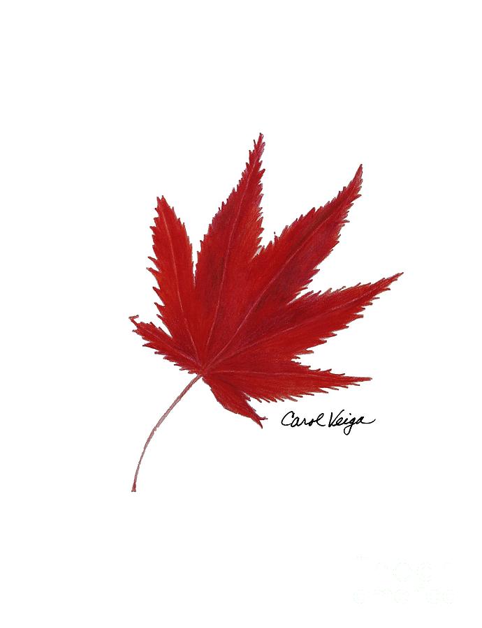 690x900 Japanese Red Maple Drawing