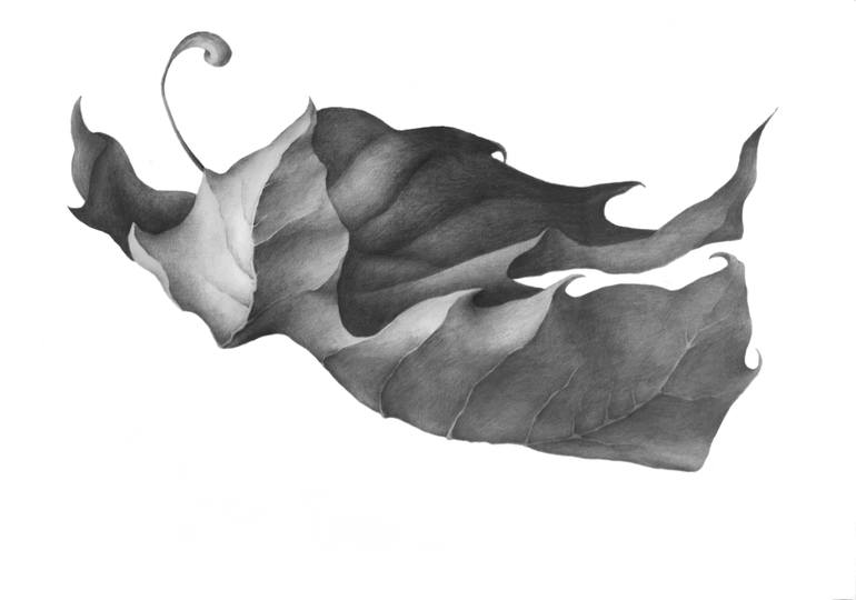 770x540 Maple Leaf Drawing