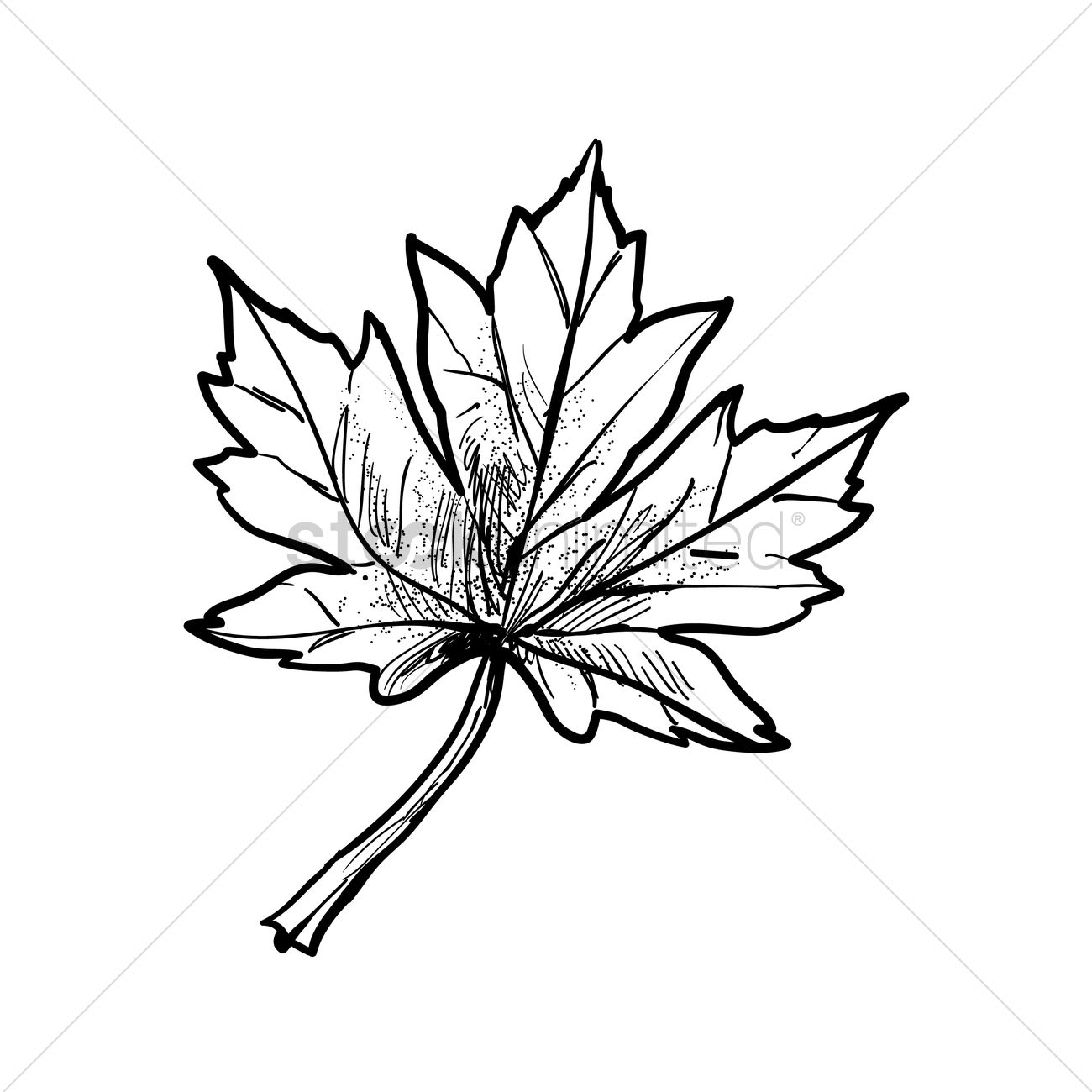 1300x1300 Maple Leaf Vector Image