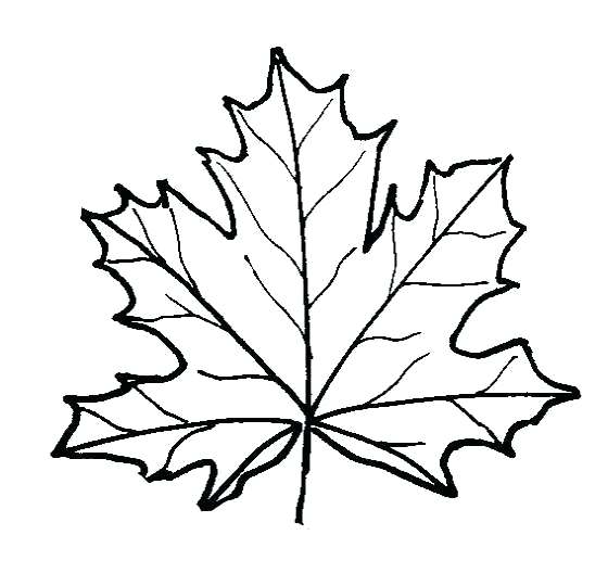 560x540 Sugar Maple Leaf Drawing At Free For Personal Use Pictures