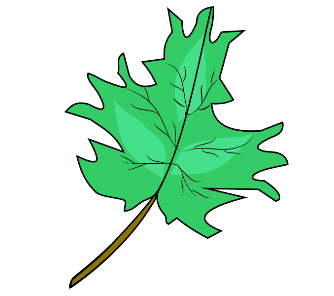678x600 How To Draw A Maple Leaf Easy Drawing Guides