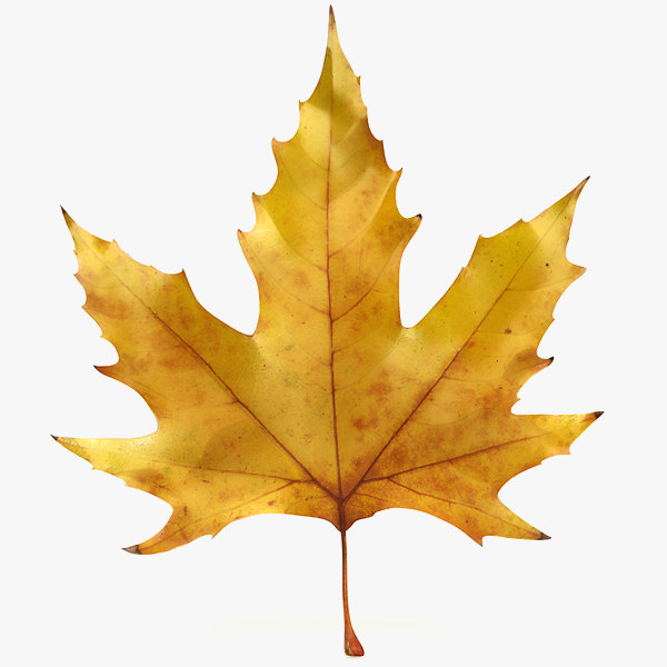 600x600 How To Draw A Realistic Maple Leaf