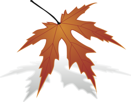 436x340 Huge Collection Of 'japanese Maple Leaf Drawing' Download More