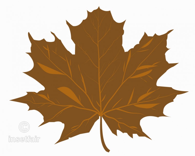 800x640 Brown Maple Leaf Vector Drawing