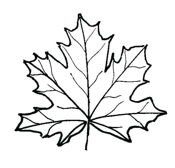 560x540 Leaf To Color Sugar Maple Leaf Drawing At Free For Personal Use