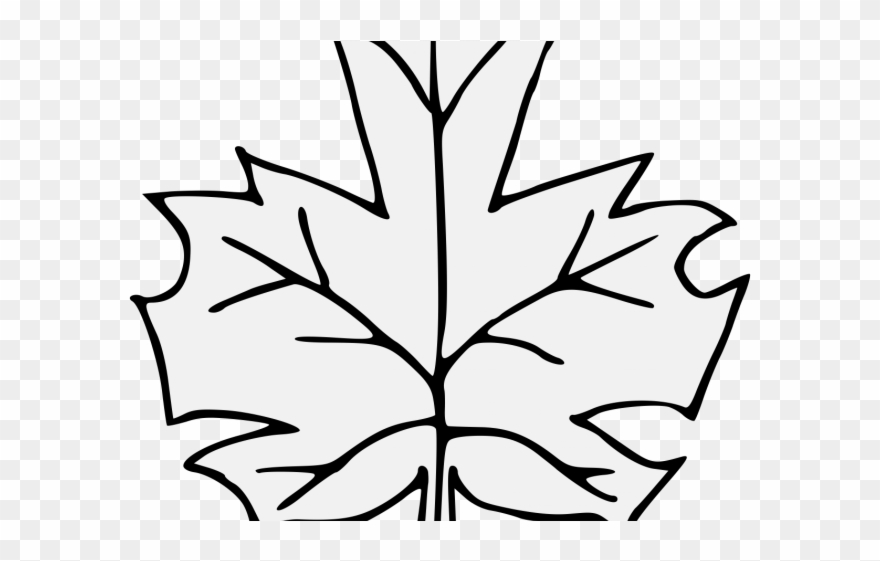 880x561 Maple Leaf Clipart Traceable
