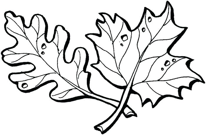 700x461 Simple Leaf Drawing Luxury Simple Leaf Template Printable Fall