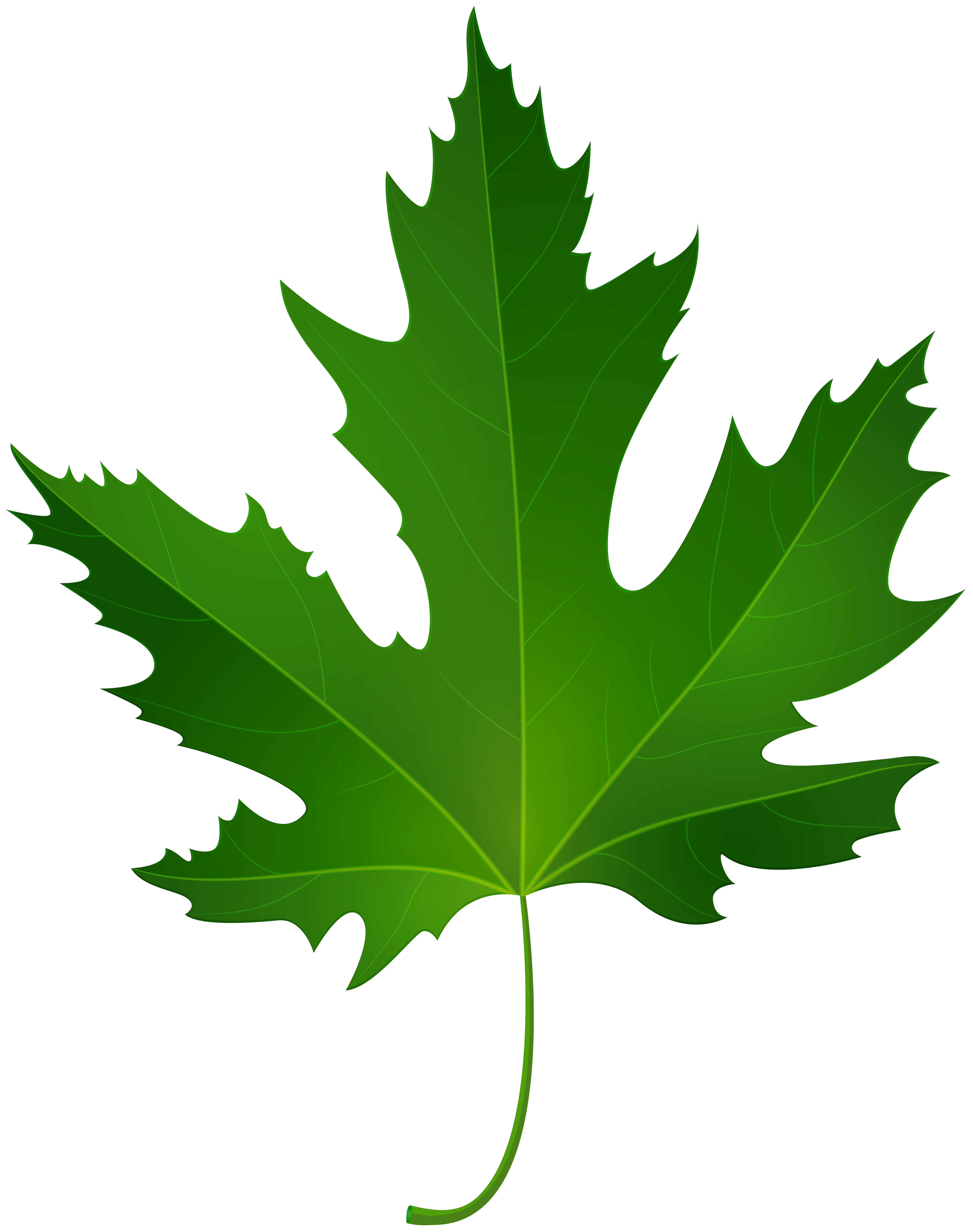 6317x8000 Collection Of Free Aulnage Clipart Maple Leaf Download On Ui Ex