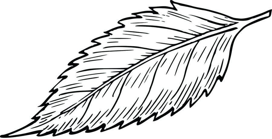 900x460 Drawing Leaf Drawing Leaves Blog Drawing Leaves Easy