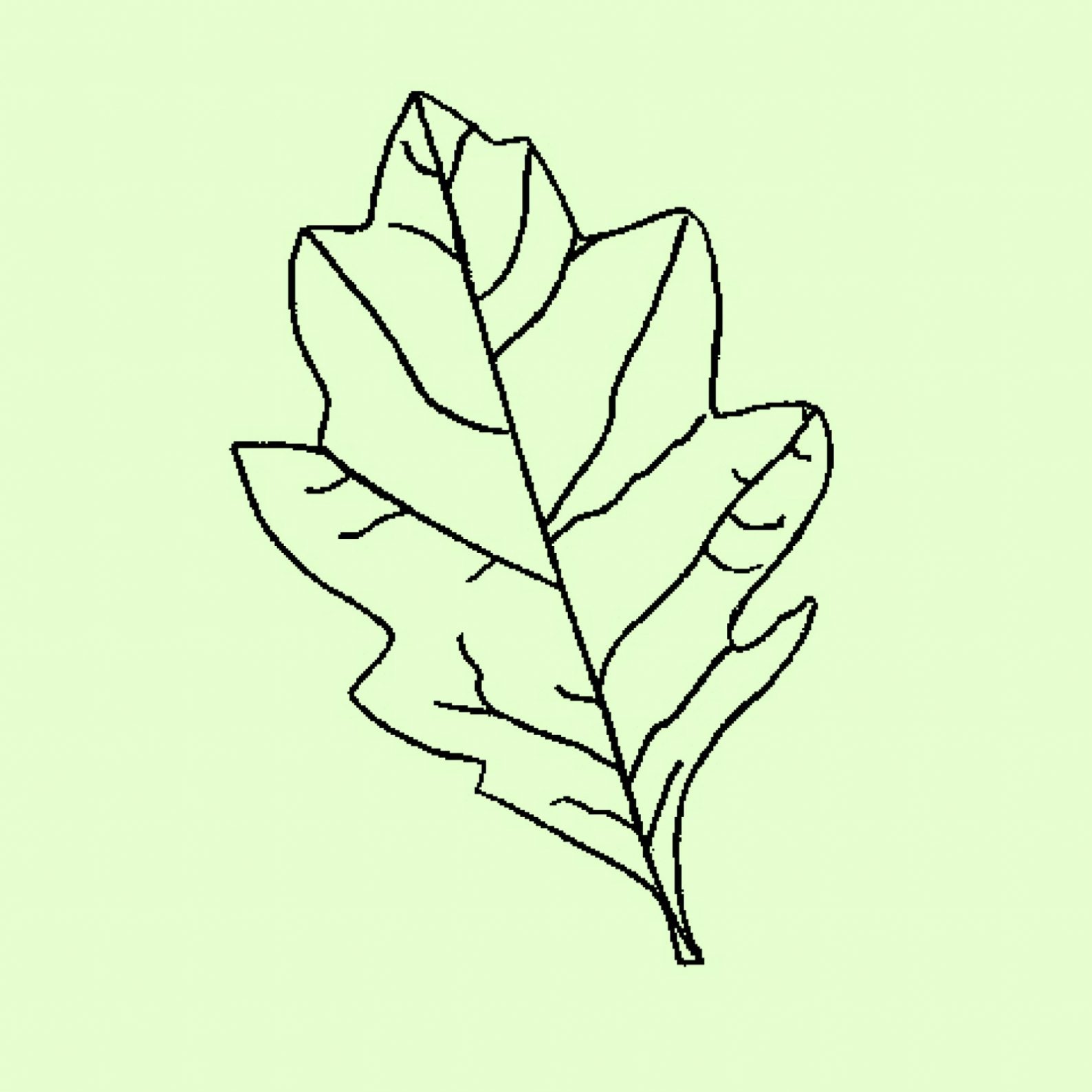 Maple Leaf Drawing Template