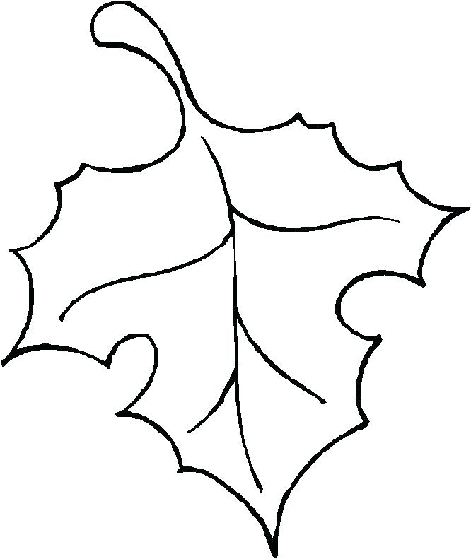 666x791 Leaves Outline Maple Leaf Template Leaf Outline Leaves Outline