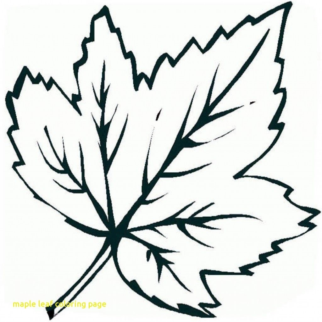 1024x1024 Maple Leaf Coloring Sheet Fascinating Outline Template Galleryhip